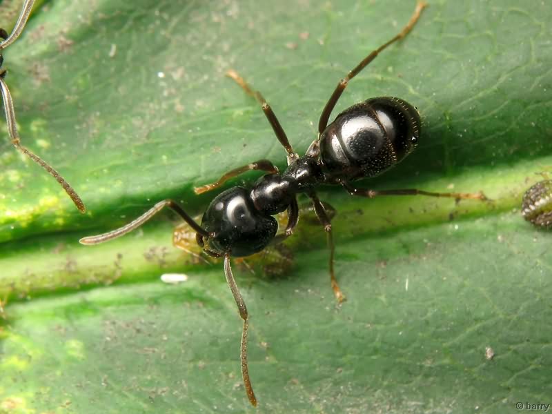 Lasius fuliginosus (Latreille, 1798)